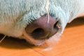 『犬が眠っている』…の画像