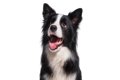 犬の『耳の状態』か…の画像