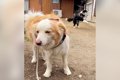 犬たちとお散歩行こ…の画像