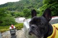 犬連れでお墓参りを…の画像