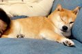 眠たくなってしまっ…の画像