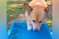 水遊びをする犬→『気…の画像