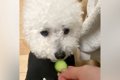 輪切りのキュウリを…の画像