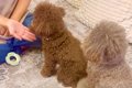 並んでいる2匹の犬に…の画像
