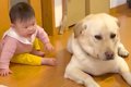 赤ちゃんが『大型犬…の画像