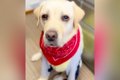 大型犬が出かけてい…の画像