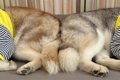 眠っているハスキー…の画像