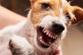 犬が『今は触ってほ…の画像