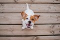 犬が飼い主に『あり…の画像