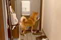 娘以外の家族が全員…の画像