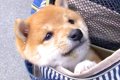 赤ちゃん犬を『初め…の画像