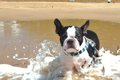 愛犬と一緒に海水浴…の画像