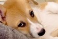 赤ちゃん犬を飼って1…の画像