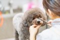 犬の『トリミング』…の画像