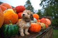 犬に『食物繊維』は…の画像