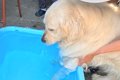 暑い日、大型犬を『…の画像