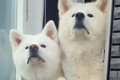 朝、家の前を通る小…の画像