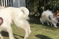自由に遊ぶ3匹の犬→1…の画像