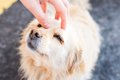 愛犬を『一番幸せに…の画像
