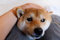 犬が飼い主に『体を…の画像
