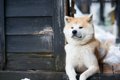 『頑固な犬』がする…の画像