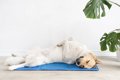 犬の『暑さ対策』は…の画像