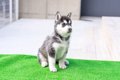 『暑さに弱い』犬種5…の画像
