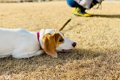 『気分屋な犬』の特…の画像