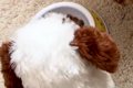 犬がご飯を食べてく…の画像
