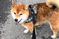 『動物病院に連れて…の画像
