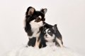 犬は成長すると『性…の画像