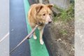 大型犬の視線の先に…の画像