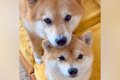 仲良しすぎる2匹の犬…の画像