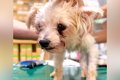 『70匹の多頭飼育崩…の画像