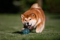 『ドジな犬』に共通…の画像