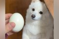 『ゆで卵』を犬に見…の画像