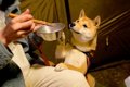 犬と『テント泊』し…の画像