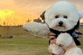 『美しい夕日と犬』…の画像
