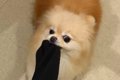 飼い主の靴下を強奪…の画像