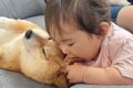 赤ちゃんに顔を食べ…の画像