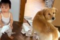 『犬と赤ちゃんが何…の画像