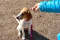 犬が飼い主に『今は…の画像