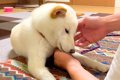 犬が『雷に驚いてし…の画像