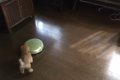 子犬ちゃんがお掃除…の画像