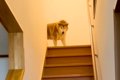 階段の上からお出迎…の画像