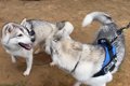 150頭のハスキー犬を…の画像