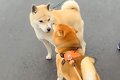 朝、『おともだちワ…の画像