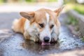 犬は水たまりの水を…の画像