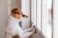 犬は『飼い主の足音…の画像