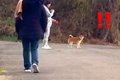 犬の散歩中、突然『…の画像